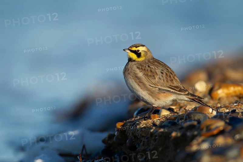 Shore lark or Horned lark (Eremophila alpestris) adult bird on a beach, Suffolk, England, United Kingdom