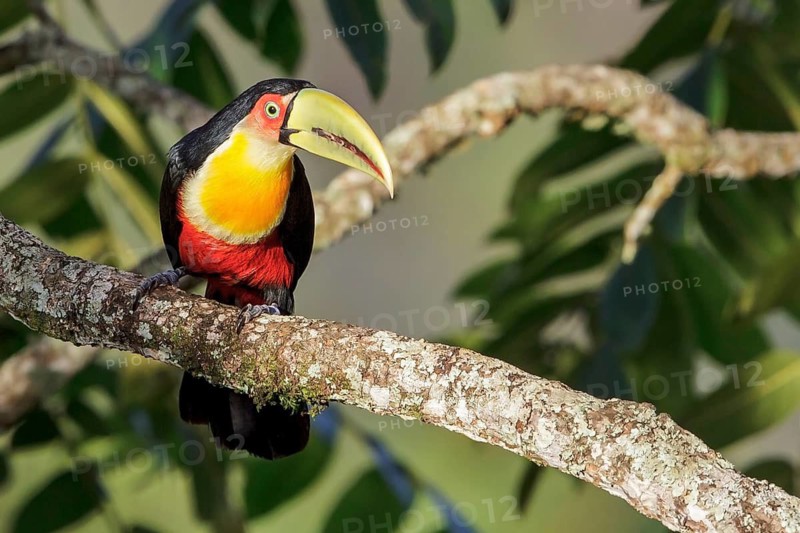 Red-breasted Toucan (Ramphastos dicolorus) perched on a branch in the Atlantic rainforest of southeast Brazil