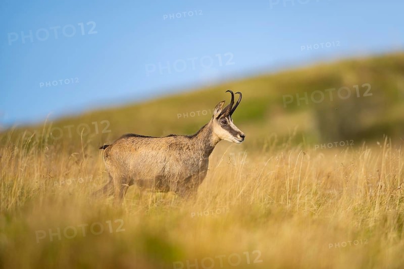 Chamois (Rupicapra rupicapra) on a meadow in the Vosges Mountains, wildlife, France