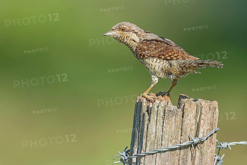 Eurasian Wryneck (Jynx torquilla) perched on a post, Aosta Valley, Italy