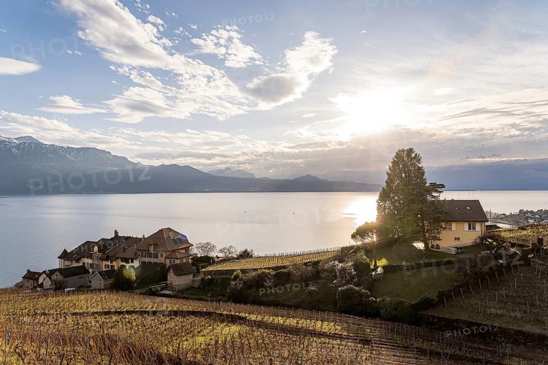 Captured on a sunny winter day, this photo showcases the serene Lavaux vineyards in Switzerland, a UNESCO World Heritage site, with a stunning backdrop of Lake Geneva and the snowy peaks of the Swiss and French Alps