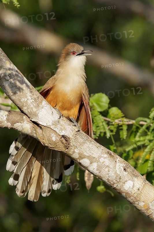 Great Lizard Cuckoo (Coccyzus merlini) perched on a branch in Cuba