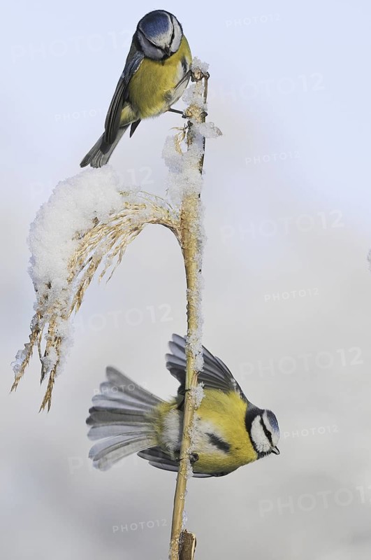 Eurasian Blue Tit (Cyanistes caeruleus), Lower Saxony, Germany
