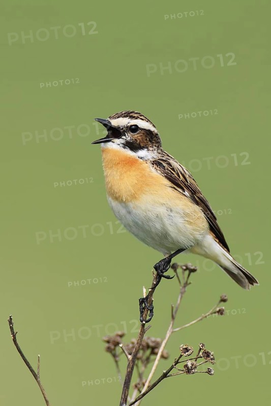 Whinchat (Saxicola rubetra) male singing, Brandenburg, Germany