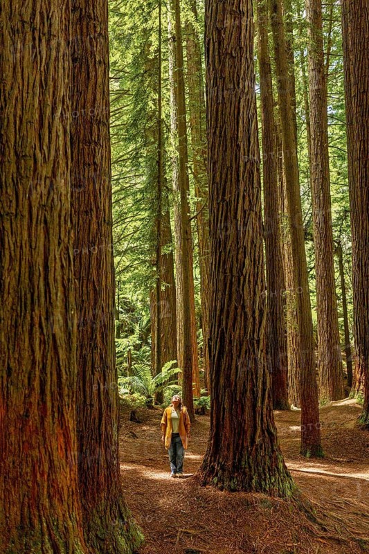 A woman stands on a forest trail, surrounded by towering trees that reach skyward in the Great Ocean Road, Australia. Sunlight filters through the leaves, creating a peaceful, serene atmosphere