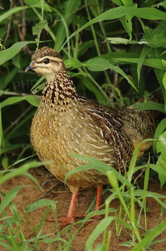 Crested Francolin (Dendroperdix sephaena), Tsavo East National Park, Kenya