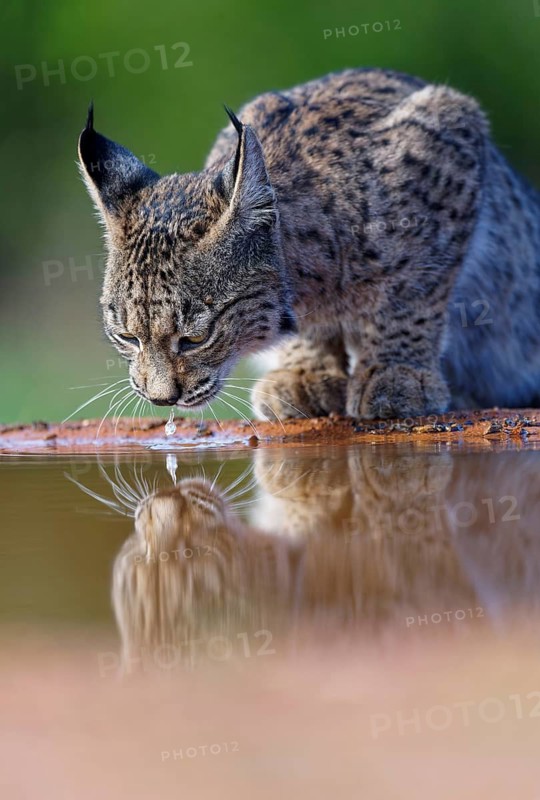 Lynx pardinus at a waterhole, Castilla-La Mancha, Spain