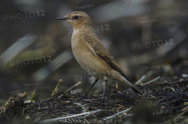 Northern Wheatear (Oenanthe oenanthe), Schleswig-Holstein, Germany