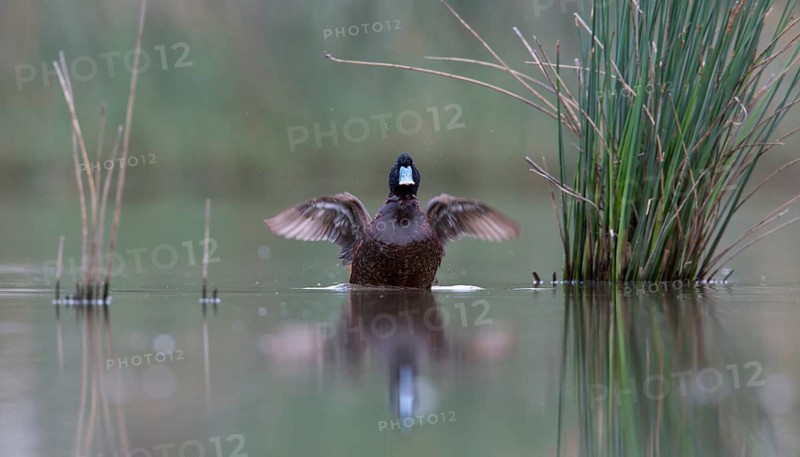 Blue-billed Duck (Oxyura australis) male, Victoria, Australia