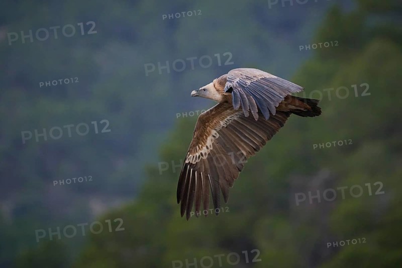 A Griffon vulture, captured mid-flight, soar gracefully over the rugged landscapes of Alicante, Spain This majestic display showcases the natural beauty and wild fauna of the region