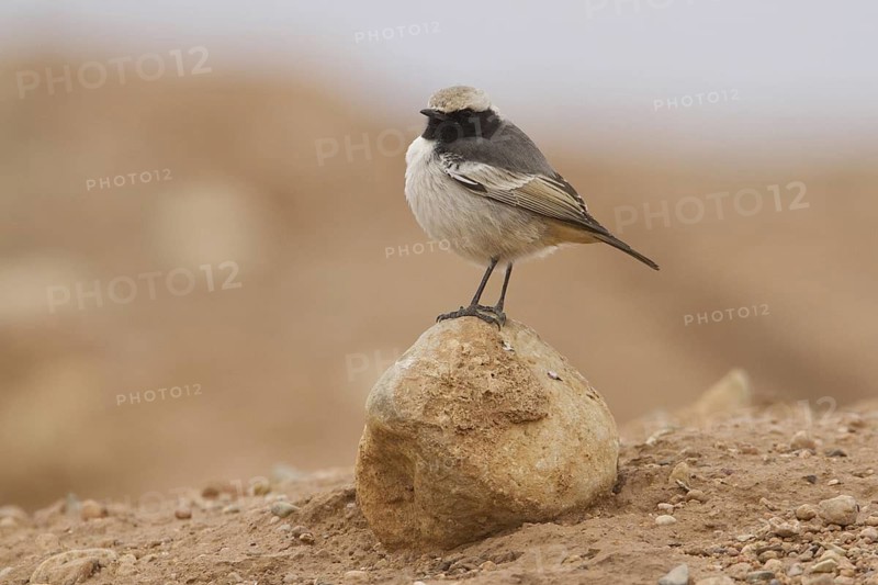 Red-rumped Wheatear (Oenanthe moesta) male, Morocco
