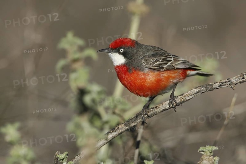 Crimson Chat (Epthianura tricolor) male, New South Wales, Australia