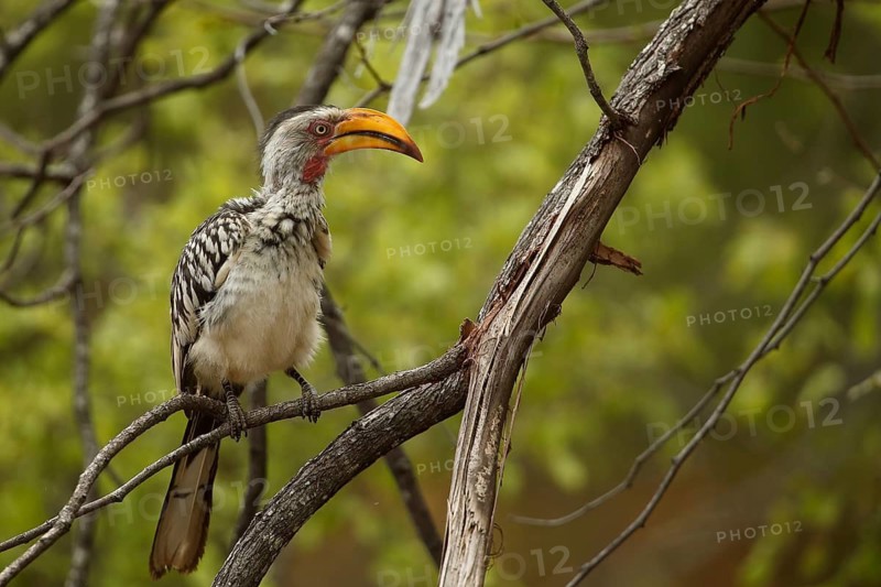 Southern Yellow-billed Hornbill (Tockus leucomelas), Kruger National Park, South Africa