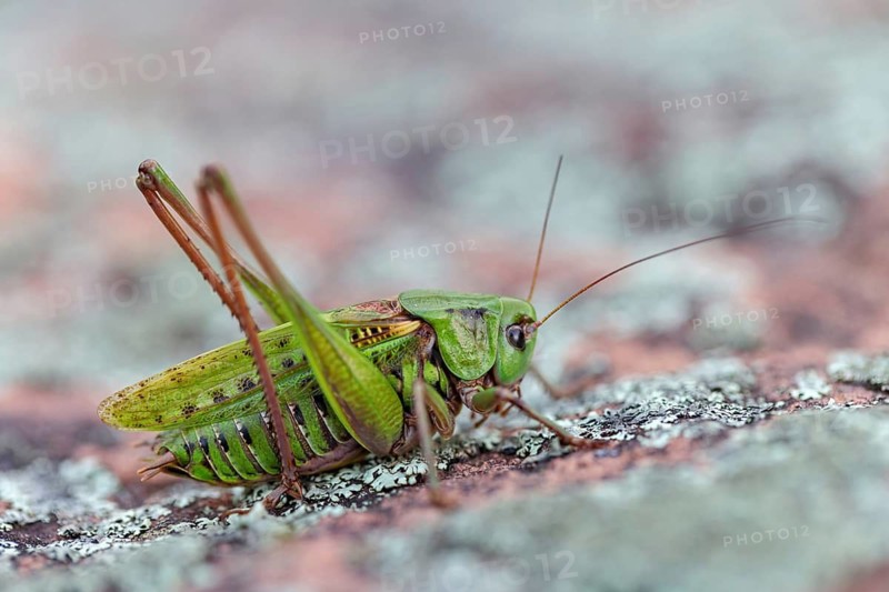Warthog, (Decticus verrucivorus), grasshopper, long-footed grasshopper, insect, macro, animals, insects, Black Forest, Feldberg region, Baden-Württemberg, Federal Republic of Germany