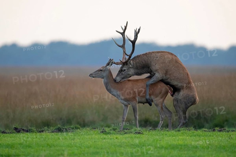 Red deer (Cervus elaphus) mating, Hoenderloo, Gelderland, Netherlands