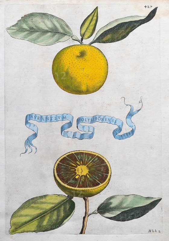 Aurantium Olysiponense, orange, citrus fruit, hand-coloured copperplate engraving from Giovanni Baptista Ferrari Hesperides, Sive, de Malorum Aureorum Cultura et Usu Libri Quatuor, Rome, 1646