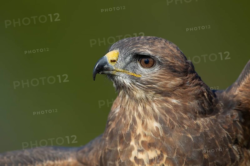 Common buzzard (Buteo buteo) adult raptor bird of prey head portrait, England, United Kingdom