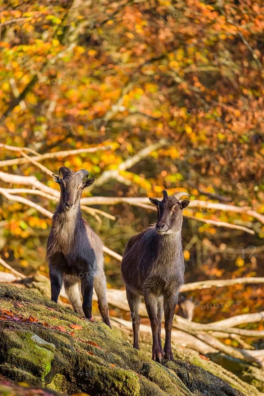 Two female Himalayan tahr (Hemitragus jemlahicus) stand on a rock. A dense autumnal forest is in the background