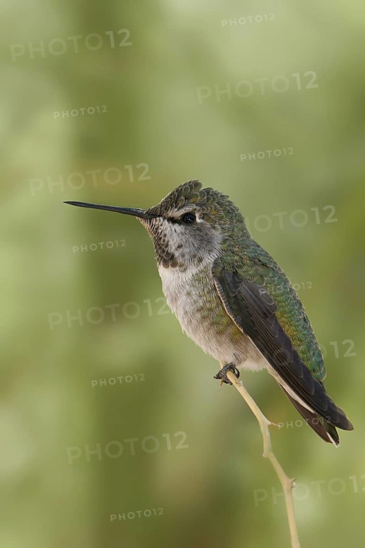 Anna's Hummingbird (Calypte anna), Arizona, USA