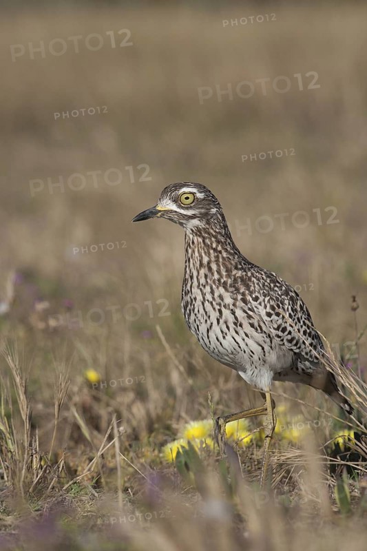 Kaptriel (Burhinus capensis), South Africa