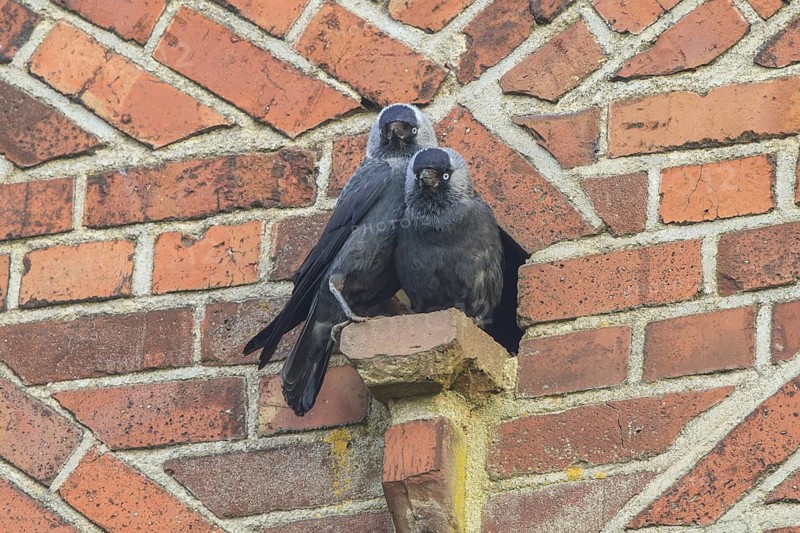 Western Jackdaw (Coloeus monedula) pair, North Rhine-Westphalia, Germany