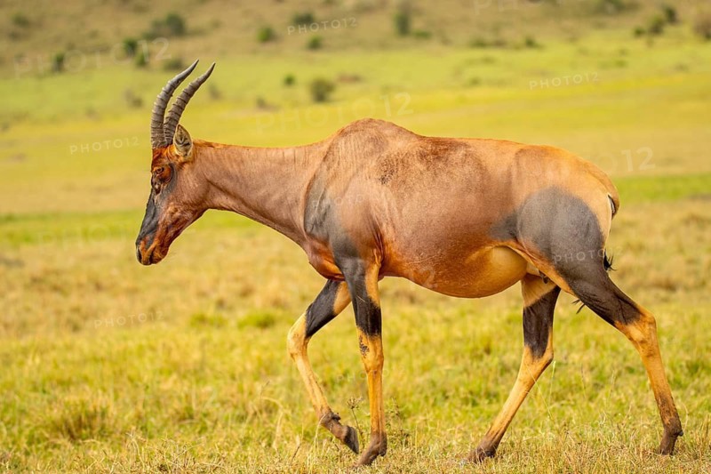 A topi antelope, characterized by its elongated horns and glossy coat, roams the green savannah of Kenya, exemplifying the diverse wildlife inhabiting this region