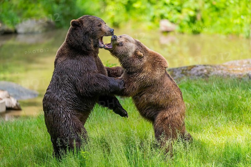 Eurasian brown bear (Ursus arctos arctos) playing with each other on a meadow, Bavarian Forest, Bavaria, Germany