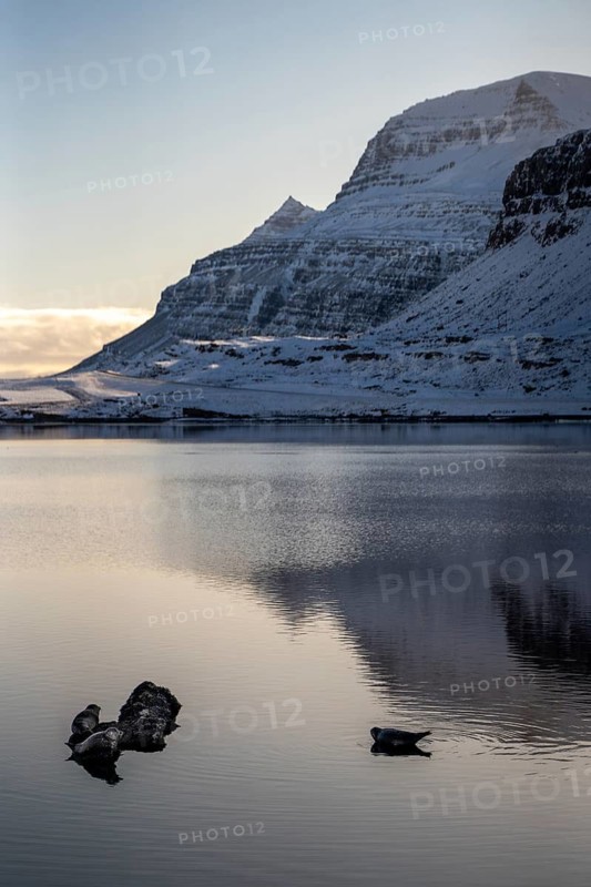 A tranquil Icelandic winter scene featuring seals resting on a rock in still waters, with majestic snow-capped mountains reflecting in the serene sea. Captures winter's peace