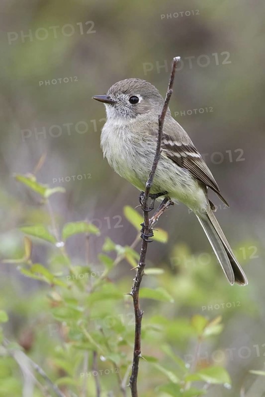 American Dusky Flycatcher (Empidonax oberholseri), British Columbia, Canada