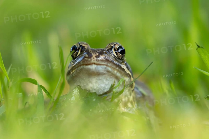 Common frog (Rana temporaria) adult amphibian on a garden grass lawn in summer, England, United Kingdom