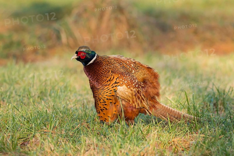 Common Pheasant (Phasianus colchicus) male, Lower Saxony, Germany