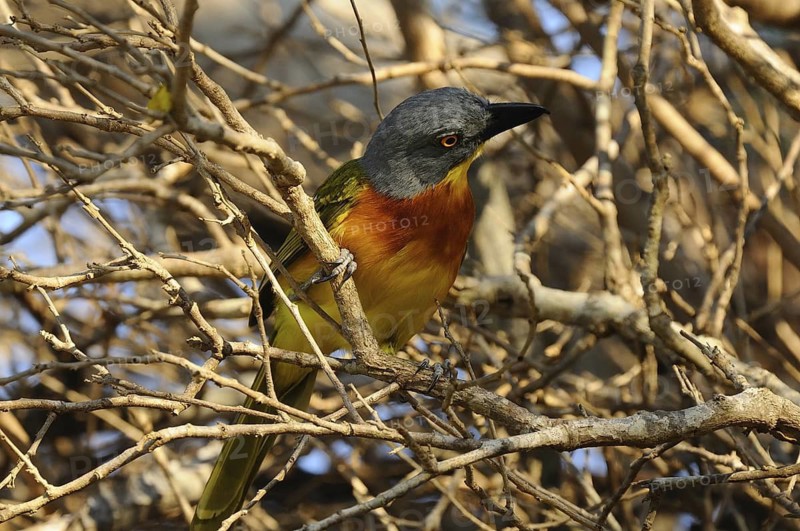 Grey-headed Bushshrike (Malaconotus blanchoti), Tsavo East National Park, Kenya
