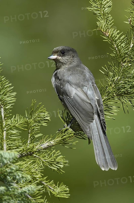 Grey Jay (Perisoreus canadensis), Oregon, USA