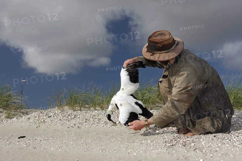 Common Eider (Somateria mollissima) dead male, Lower Saxony, Germany