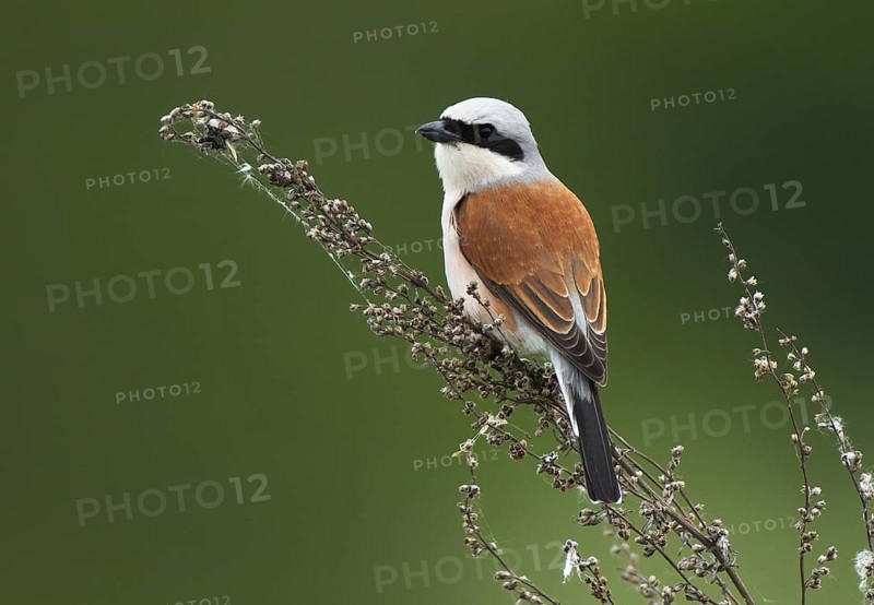 Red-backed Shrike (Lanius collurio) male, Mecklenburg-Western Pomerania, Germany