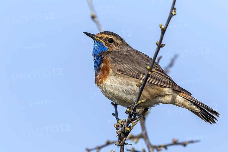 Bluethroat (Luscinia svecica cyanecula) male perched on a branch, Mecklenburg-Western Pomerania, Germany