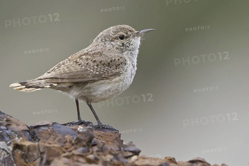 Rock Wren (Salpinctes obsoletus), Alberta, Canada