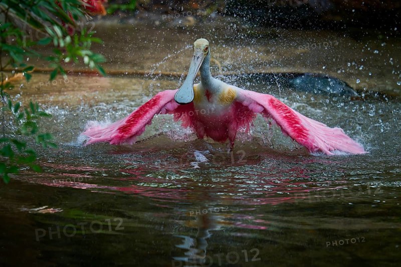 Roseate spoonbill spreads its wings in the water, refreshing splash and lively movement, roseate spoonbill (Ajaja ajaja), spring, St. Augustine, Florida, USA