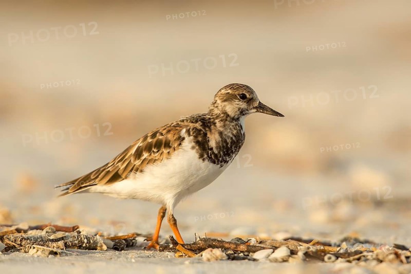 Ruddy Turnstone (Arenaria interpres) on beach, Florida, USA