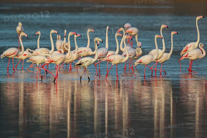 Greater Flamingo (Phoenicopterus roseus) group standing in shallow water, Lesvos, Greece