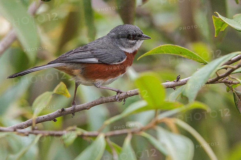 Bay-chested Warbling-Finch (Poospiza thoracica) perched on a branch in the Atlantic rainforest of southeast Brazil