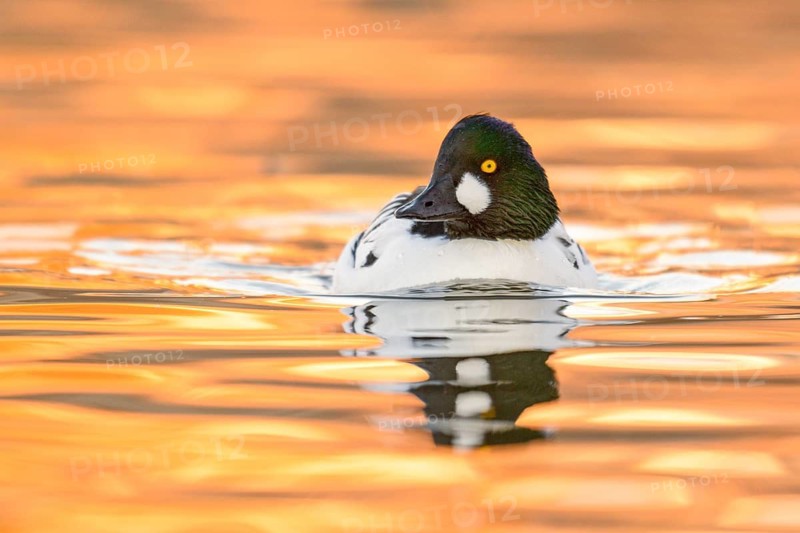 Common Goldeneye (Bucephala clangula) male, Arizona, USA