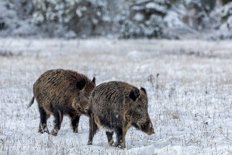 The pheromones of the wild boar (Sus scrofa) seem to be promising for the boar, because it follows it, pheromones, odour, impress, winter, snow, cold, intoxication, mating season, November, Denmark