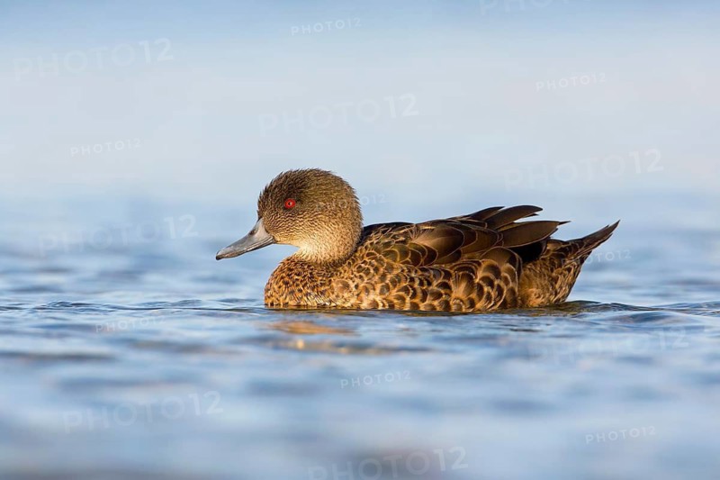Chestnut Teal (Anas castanea) female preening, Victoria, Australia