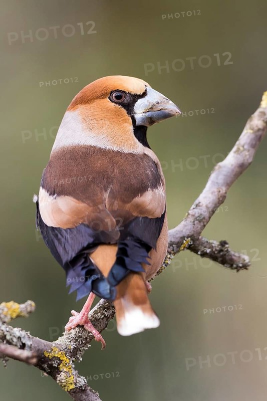 Hawfinch - Kernbeisser - Coccothraustes coccothraustes, Germany