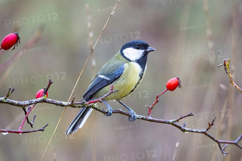 Great tit (Parus major) Germany