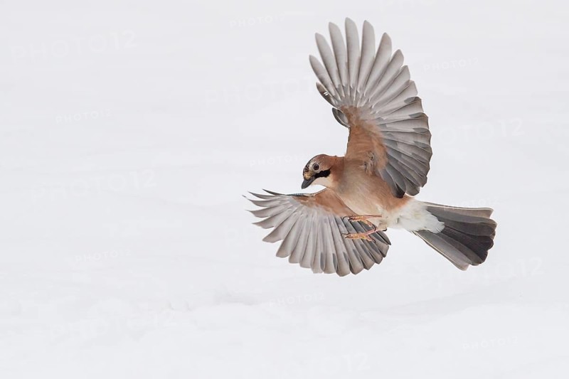 Eurasian Jay (Garrulus glandarius) flying, Lower Saxony, Germany