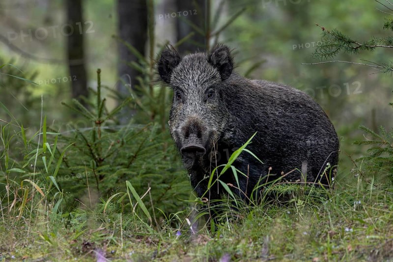 A wild boar (Sus scrofa) on the game trail, fattening year, acorn fattening, defensive, August, Denmark