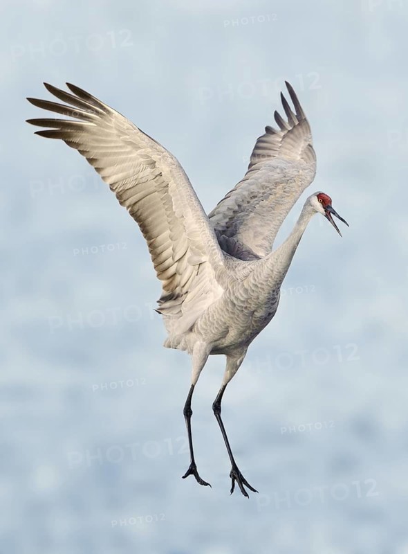 Sandhill Crane (Antigone canadensis) flying, New Mexico, USA