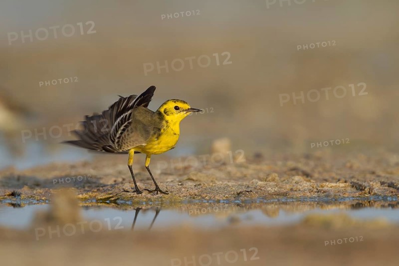 Citrine Wagtail - Zitronenstelze - Motacilla citreola, Oman